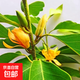 正宗嫁接白玉蘭花盆栽黃蘭花室內室外植物四季開(kāi)花黃角蘭濃香型 黃玉蘭 50-60厘米 帶簡(jiǎn)易生產(chǎn)盆