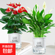 水培紅掌盆栽帶花鴻運當頭一帆風(fēng)順易活四季開(kāi)花卉綠植物室內好養 特級紅掌5花+特級白掌5花【早安盆+2營(yíng)養液】 含盆