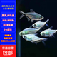 黑尾大勾魚(yú) 活魚(yú)觀(guān)賞魚(yú)群游魚(yú) 50cm魚(yú)缸套【50條魚(yú)+送黃金螺】