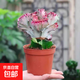 紫龍骨綠龍骨多肉植物綠植仙人掌仙人球麒麟仙人球盆景花卉植物 彩麒麟原盆