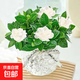 水培植物綠植盆栽室內(nèi)客廳辦公室桌面小盆景花卉好養(yǎng)活 90#梔子花+小圓球玻璃瓶+水培珠