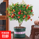 石榴盆景賞果樹(shù)苗帶果盆栽老樁室內陽(yáng)臺庭院四季開(kāi)花客廳綠植花卉 10年紅色石榴 帶花苞（加倫盆）