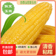 當(dāng)季頭茬東北黃甜糯玉米棒真空包裝黏苞米營養(yǎng)早餐新鮮水果蔬菜 5根裝黃糯玉米【單根140g-180g】