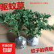 驅(qū)蚊草驅(qū)蚊植物天竺葵室內(nèi)防蚊香草驅(qū)蚊子綠植花卉香葉盆栽地栽苗 不帶盆2盆 10-15厘米