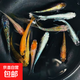 觀背青鳉淡水觀賞魚魔法魚冷水魚小錦鯉不打氧不加溫活體寵物包郵 混搭1.5-2cm苗5+1條防損