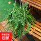 金邊金心吊蘭盆栽室內陽(yáng)臺四季常青客廳桌面水培垂吊真花卉綠植物 百萬(wàn)心（塑料盆）+掛鉤
