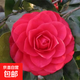 【6.9元四季茶花樹(shù)苗盆栽】多色茶花室內四季山茶花庭院濃香型 六角大紅【10-20厘米】帶土發(fā)貨