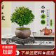 小葉赤楠盆景植物辦公花卉基地直銷批發(fā)綠植盆栽室內(nèi)擺件花卉綠植 赤楠+祥獅報喜盆+苔蘚+方底座