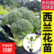 紫甘藍秧苗帶土球早熟卷心菜包心菜春秋冬四季盆栽陽(yáng)臺庭院蔬菜苗 西蘭花苗12棵
