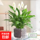 紅掌盆栽白粉掌一帆風(fēng)順帶花特大號花卉室內(nèi)客廳面水培植物好養(yǎng) 約30cm白掌-方缸玻璃 帶盆栽好