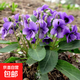 花草紫花地丁種子耐寒被耐陰多年生花種四季花籽花地丁紫花矮生 紫花地丁50克（播種45平方）