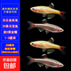 白云金絲魚(yú)好養耐活 20cm魚(yú)缸套【20條魚(yú)+送黃金螺】