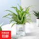 金邊吊蘭盆栽垂吊植物室內(nèi)辦公室桌面綠植吸甲醛凈化空氣 金邊吊蘭+早安盆