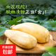 微山湖新鮮蓮藕脆嫩多汁現(xiàn)發(fā)當(dāng)季鮮藕下酒菜 清甜涼拌 精品蓮藕-2斤