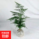 文竹盆栽植物室內凈化空氣辦公室綠植花卉盆栽盆景四季常青小盆栽 【特價促銷款】精品小文竹1盆（簡易盆） 含盆