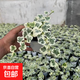 日本雪瑩常春藤愛(ài)心葉出錦北歐ins風(fēng)室內陽(yáng)臺垂吊小盆栽綠植易養 雪瑩1盆4-5棵【原盆原土】