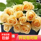 玫瑰老樁花苗室內外盆栽地栽陽(yáng)臺四季開(kāi)花好養易活花卉月季苗秧 粉色香檳【3顆】+肥料
