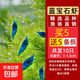 觀賞蝦水晶蝦米蝦淡水除藻清潔工具蝦彩色小蝦極火蝦櫻花蝦耐活體 藍寶石蝦10只含備損1-1.6cm 除藻清潔工具蝦彩色小蝦