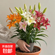 【送盆送土】香水百合室內客廳盆栽花卉四季開(kāi)綠植好養活耐寒包活 五彩繽紛-【五混色】-熱銷(xiāo)爆款 5個(gè)球 +加侖盆+土【栽好發(fā)貨】