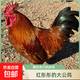 散養(yǎng)大公雞整只  養(yǎng)足7個(gè)月以上  單只3斤以上   整只發(fā)貨 紅色 1只3斤
