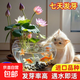 碗蓮種七彩五顏六色水培花卉水養(yǎng)四季蓮花荷種蓮藕綠植水培蓮子 開(kāi)口/混色 5粒+生根粉【包成活】