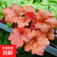 礬根花苗室外植物盆栽大苗耐寒庭院觀葉組合草花小苗地栽綠植花卉 紅色警戒 大苗110# 不含盆