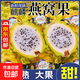 海南三亞麒麟果燕窩果整箱白心當(dāng)季黃皮火龍果水果產(chǎn)地直發(fā)包郵 凈重5斤 單果100-150g