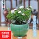 姬月季日本姬乙女姬超微薔微迷你盆景庭院室內陽(yáng)臺面盆栽花卉 約8-13cm【姬月季+青瓷盆B款】帶花苞 帶盆栽好