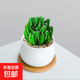 多肉植物組合小盆栽辦公室桌面仙人掌仙人球水培綠植花卉 萬(wàn)重山+小米陶瓷+土+鋪面石+竹托