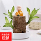 巴西木開(kāi)花水養格魯特小木人水培幸運木室內好養懶人花卉綠植盆栽 巴西木+白盆+財神+營(yíng)養液 【帶芽發(fā)貨】裸根不帶土高10-15厘米
