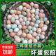 九華山土雞蛋綠殼烏雞蛋混合裝40-50g生鮮食品早餐鮮雞蛋溏心蛋 25枚土雞蛋+25枚烏雞蛋