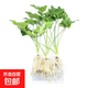 大葉春羽水培綠植花大葉龍鱗正品養不死的花卉綠植四季常青花卉活 大葉春羽含根總高20-30厘米3顆 不含瓶