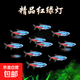 紅綠燈魚(yú)小型熱帶燈科魚(yú)活體草缸群游魚(yú)觀(guān)賞魚(yú)寶蓮燈斑馬魚(yú)孔雀魚(yú) 1.6cm左右紅綠燈5條