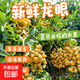 現(xiàn)摘現(xiàn)發(fā)新鮮龍眼桂圓廣東農(nóng)產(chǎn)品當(dāng)季水果新鮮采摘夏日清甜多 高州產(chǎn)地(石峽龍眼)皮薄多汁爆甜 熱銷裝--(1斤)開箱冷藏2小時口感更佳