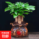 發(fā)財(cái)樹(shù)盆栽室內(nèi)植物客廳吸甲醛好養(yǎng)小盆景四季常青辦公室花卉綠植 3桿發(fā)財(cái)樹(shù)+高端發(fā)字盆+肥料【高20-25cm】