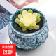 玉露植物組合十二卷玉露多肉植物盆栽姬玉露室內(nèi)懶人盆栽 琥珀玉露 4-5cm【塑料盆栽好】