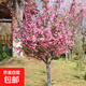 海棠樹(shù)苗西府海棠垂絲海棠耐寒植物北美海棠 西府海棠苗3公分粗1棵（不含盆）