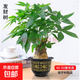大型植物發(fā)財(cái)樹(shù)各種大顆盆栽開(kāi)業(yè)喬遷客廳辦公室內(nèi)好養(yǎng)大型綠植 獨(dú)桿發(fā)財(cái)樹(shù)40-50cm（不含盆）