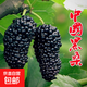 桑樹苗果桑樹苗大果桑葚樹苗無籽十大庭院陽臺(tái)盆栽地栽果樹苗木 中國黑桑5年苗【當(dāng)年結(jié)果】