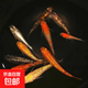 觀背青鳉淡水觀賞魚魔法魚冷水魚小錦鯉不打氧不加溫活體寵物包郵 混搭2-3cm10+2防損包含星光