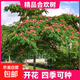 合歡花樹(shù)苗絨花樹(shù)芙蓉樹(shù)行道樹(shù)庭院耐寒旱工程綠化喬木南北方種植 5公分粗（品種備注）1.5-1.6米 其他
