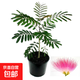 合歡樹(shù)苗絨花芙蓉花樹(shù)苗庭院陽(yáng)臺綠植花卉苗木盆地栽綠化工程樹(shù)苗 合歡樹(shù)苗1cm粗【優(yōu)質(zhì)苗】