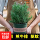 檸檬薄荷盆栽新鮮可食用薄荷葉苗驅(qū)蚊草水培好養(yǎng)花卉室內(nèi)綠植物 大盆迷迭香+大加侖盆+肥料一盆 不含盆