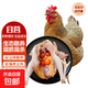 3年散養(yǎng)農(nóng)家老母雞生鮮柴雞肉農(nóng)村現(xiàn)殺走地雞黃油溜達(dá)土雞煲湯雞 黃油老母雞 3只 3斤-3.2斤/只