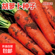 【冬季蘿卜】（京東配送）種子套餐菜種子陽臺盆栽庭院易種秋冬季 胡蘿卜種子/包約300粒
