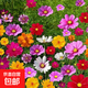 室外庭院花卉組合種子多年生四季陽(yáng)臺種子花籽孑野花組合種籽易播 精品格?；ǚN子200粒