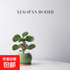 小盼菩提盆栽帶果植物室內(nèi)綠植書房客廳小盆景辦公室桌面四季好養(yǎng) 小盼菩提-綠圓肚盆-竹底托 帶盆種好