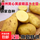 新鮮精品滕州正宗黃心黃皮土豆大馬鈴薯洋芋粉糯可口農家自種現挖 精品5斤（單果200g+） 出口級別
