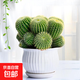 金冠多頭群生仙人球硬刺美觀(guān)開(kāi)花好養仙人掌多肉陽(yáng)臺庭院小盆栽 多頭金冠+細紋陶瓷盆
