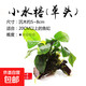 懶人草缸魚(yú)缸水草造景黃金錢(qián)迷你榕沉木小水榕真水草陰性?xún)艋|(zhì) 小水榕（單頭）